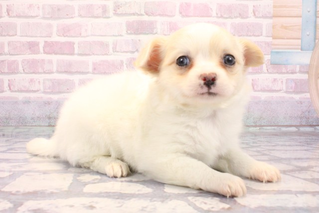 兵庫県のチワプー/プーチー(チワワ×プードル) (Coo&RIKU神戸東灘店/2025年9月7日生まれ/女の子/クリーム)の子犬の2枚目の画像