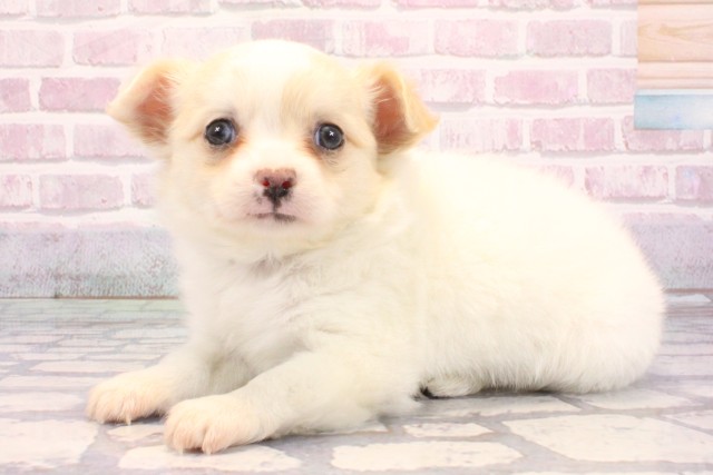 兵庫県のチワプー/プーチー(チワワ×プードル) (Coo&RIKU神戸東灘店/2025年9月7日生まれ/女の子/クリーム)の子犬の3枚目の画像