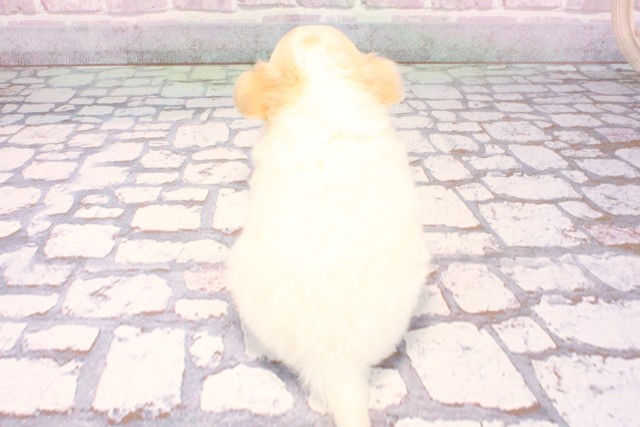 兵庫県のチワプー/プーチー(チワワ×プードル) (Coo&RIKU神戸東灘店/2025年9月7日生まれ/女の子/クリーム)の子犬の4枚目の画像