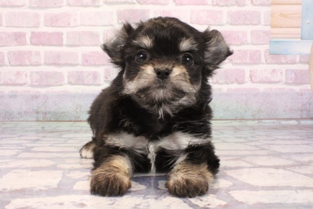 大阪府のヨーチー/チワキー/チワヨーキー(ヨークシャーテリア×チワワ) (Coo&RIKU城東古市店/2025年9月6日生まれ/女の子/ブラッククリーム)の子犬の1枚目の画像