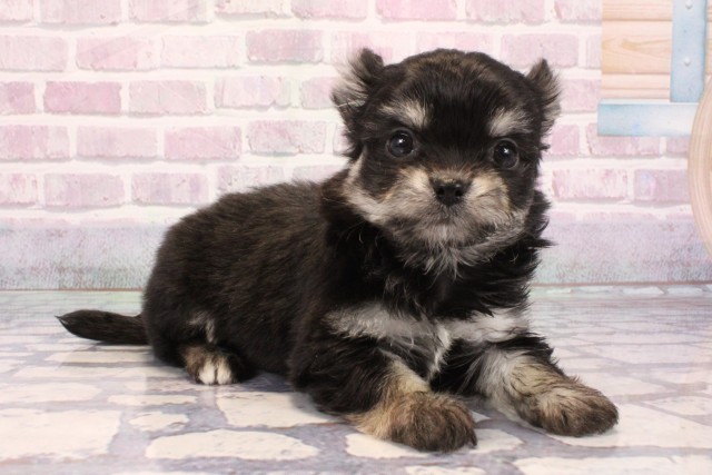 大阪府のヨーチー/チワキー/チワヨーキー(ヨークシャーテリア×チワワ) (Coo&RIKU城東古市店/2025年9月6日生まれ/女の子/ブラッククリーム)の子犬の2枚目の画像