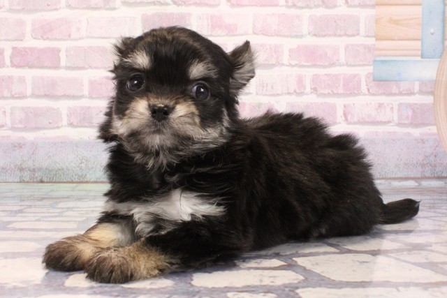 大阪府のヨーチー/チワキー/チワヨーキー(ヨークシャーテリア×チワワ) (Coo&RIKU城東古市店/2025年9月6日生まれ/女の子/ブラッククリーム)の子犬の3枚目の画像