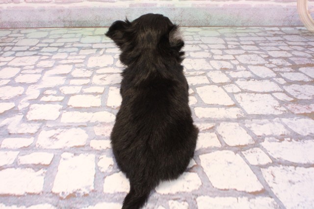 大阪府のヨーチー/チワキー/チワヨーキー(ヨークシャーテリア×チワワ) (Coo&RIKU城東古市店/2025年9月6日生まれ/女の子/ブラッククリーム)の子犬の4枚目の画像