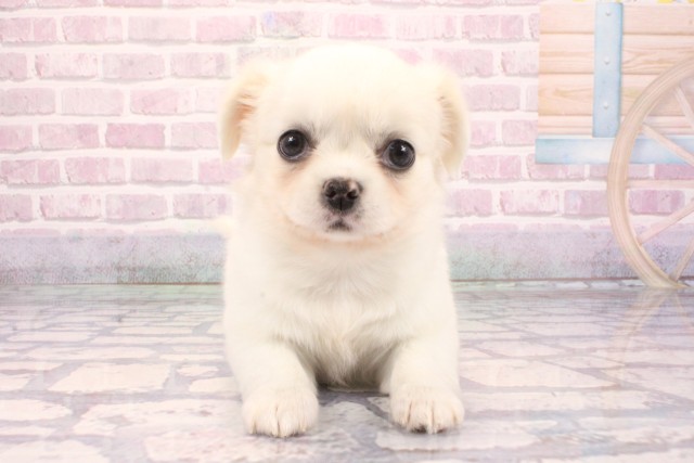 和歌山県のチワペキ/ペキチー/ペキチワ(チワワ×ペキニーズ) (Coo&RIKU和歌山店/2025年9月7日生まれ/女の子/ホワイト)の子犬の1枚目の画像