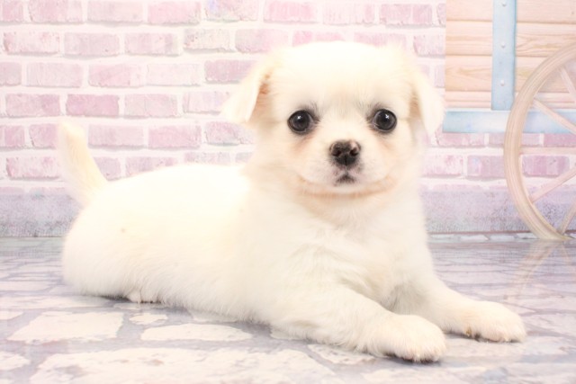 和歌山県のチワペキ/ペキチー/ペキチワ(チワワ×ペキニーズ) (Coo&RIKU和歌山店/2025年9月7日生まれ/女の子/ホワイト)の子犬の2枚目の画像
