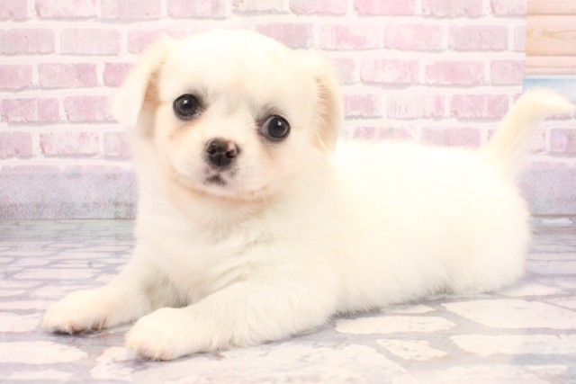 和歌山県のチワペキ/ペキチー/ペキチワ(チワワ×ペキニーズ) (Coo&RIKU和歌山店/2025年9月7日生まれ/女の子/ホワイト)の子犬の3枚目の画像