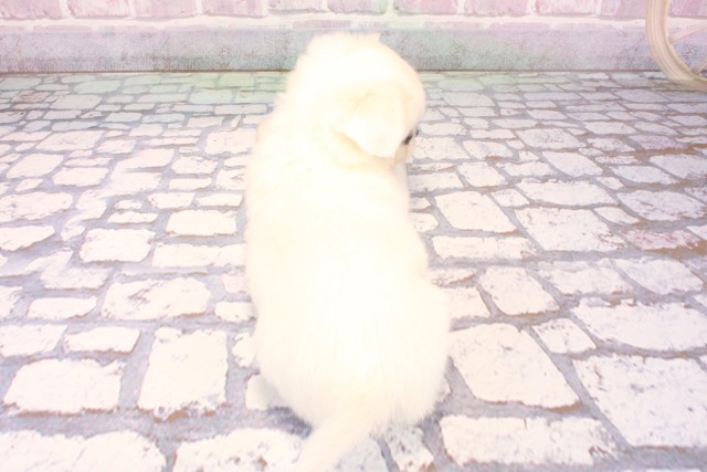 和歌山県のチワペキ/ペキチー/ペキチワ(チワワ×ペキニーズ) (Coo&RIKU和歌山店/2025年9月7日生まれ/女の子/ホワイト)の子犬の4枚目の画像