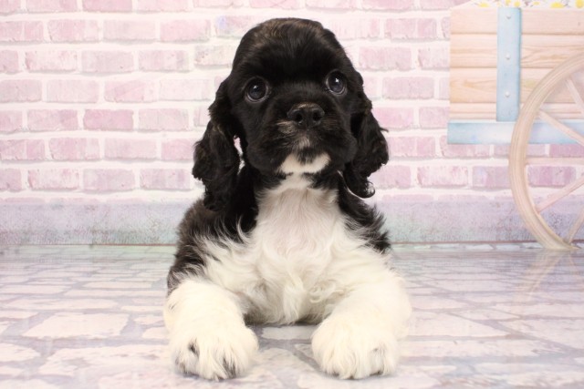 アメリカン・コッカースパニエル