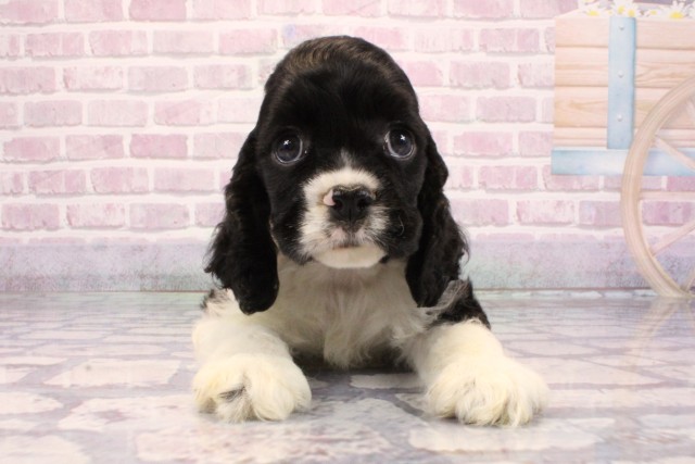大阪府のアメリカンコッカースパニエル (Coo&RIKU和泉店/2025年9月7日生まれ/男の子/ブラックホワイト)の子犬