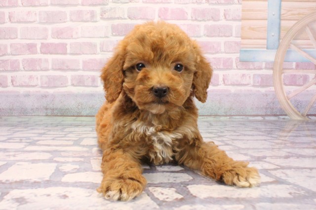 大阪府のビションプー(ビションフリーゼ×プードル) (Coo&RIKU寝屋川店/2025年9月8日生まれ/男の子/レッドホワイト)の子犬の1枚目の画像