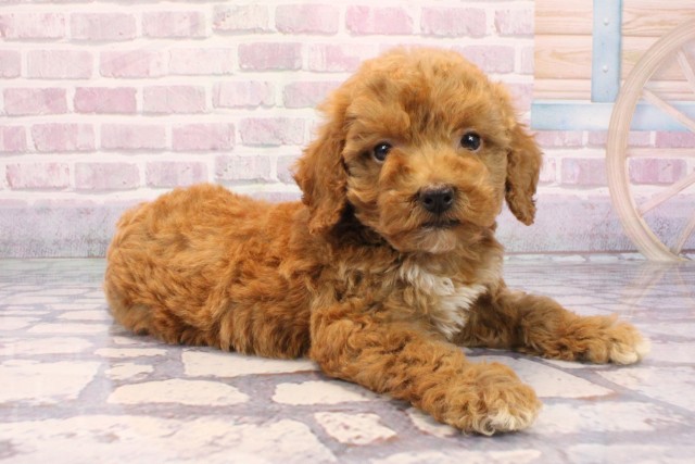 大阪府のビションプー(ビションフリーゼ×プードル) (Coo&RIKU寝屋川店/2025年9月8日生まれ/男の子/レッドホワイト)の子犬の2枚目の画像