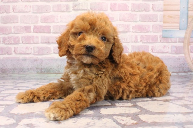 大阪府のビションプー(ビションフリーゼ×プードル) (Coo&RIKU寝屋川店/2025年9月8日生まれ/男の子/レッドホワイト)の子犬の3枚目の画像