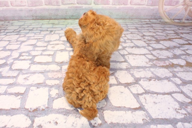 大阪府のビションプー(ビションフリーゼ×プードル) (Coo&RIKU寝屋川店/2025年9月8日生まれ/男の子/レッドホワイト)の子犬の4枚目の画像