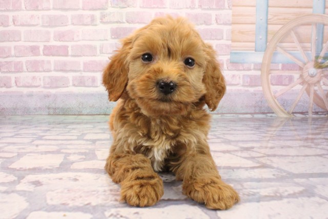 兵庫県のビションプー(ビションフリーゼ×プードル) (Coo&RIKU神戸東灘店/2025年9月8日生まれ/男の子/レッド)の子犬の1枚目の画像