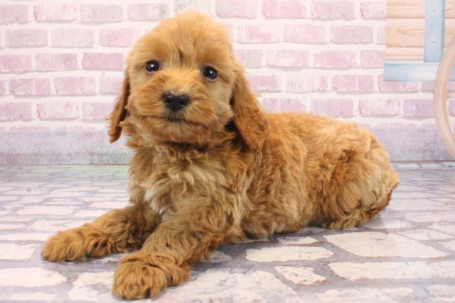 兵庫県のビションプー(ビションフリーゼ×プードル) (Coo&RIKU神戸東灘店/2025年9月8日生まれ/男の子/レッド)の子犬の3枚目の画像