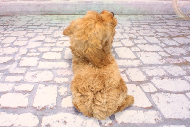 兵庫県のビションプー(ビションフリーゼ×プードル) (Coo&RIKU神戸東灘店/2025年9月8日生まれ/男の子/レッド)の子犬の4枚目の画像