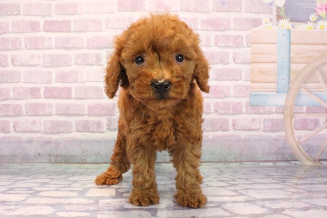 兵庫県のビションプー(ビションフリーゼ×プードル) (Coo&RIKU神戸垂水店/2025年9月8日生まれ/男の子/レッド)の子犬の1枚目の画像