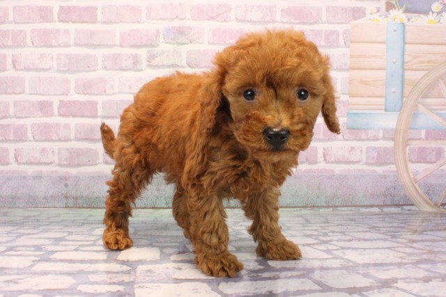 兵庫県のビションプー(ビションフリーゼ×プードル) (Coo&RIKU神戸垂水店/2025年9月8日生まれ/男の子/レッド)の子犬の2枚目の画像