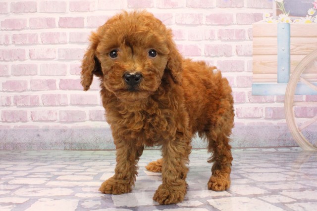 兵庫県のビションプー(ビションフリーゼ×プードル) (Coo&RIKU神戸垂水店/2025年9月8日生まれ/男の子/レッド)の子犬の3枚目の画像