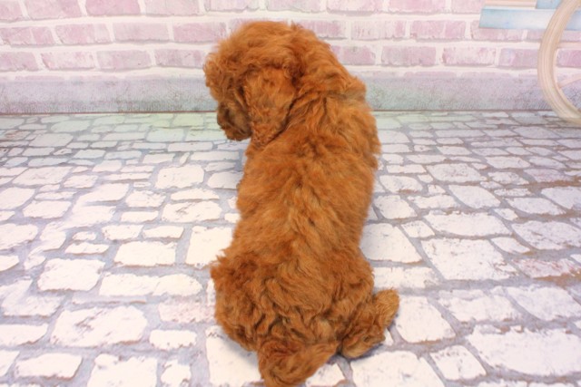 兵庫県のビションプー(ビションフリーゼ×プードル) (Coo&RIKU神戸垂水店/2025年9月8日生まれ/男の子/レッド)の子犬の4枚目の画像