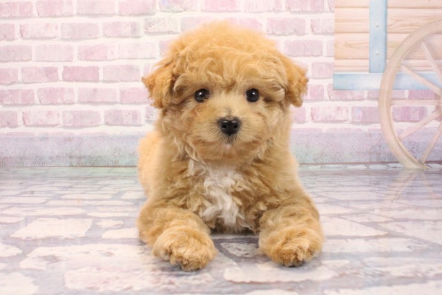 兵庫県のビションプー(ビションフリーゼ×プードル) (Coo&RIKU明石店/2025年9月8日生まれ/女の子/アプリコット)の子犬の1枚目の画像