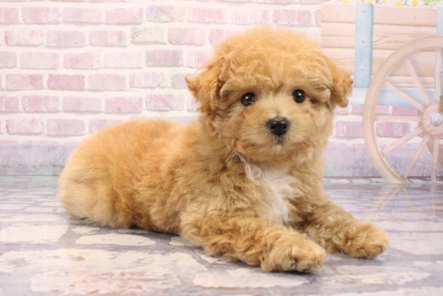 兵庫県のビションプー(ビションフリーゼ×プードル) (Coo&RIKU明石店/2025年9月8日生まれ/女の子/アプリコット)の子犬の2枚目の画像