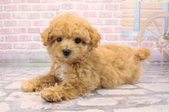 兵庫県のビションプー(ビションフリーゼ×プードル) (Coo&RIKU明石店/2025年9月8日生まれ/女の子/アプリコット)の子犬の3枚目の画像