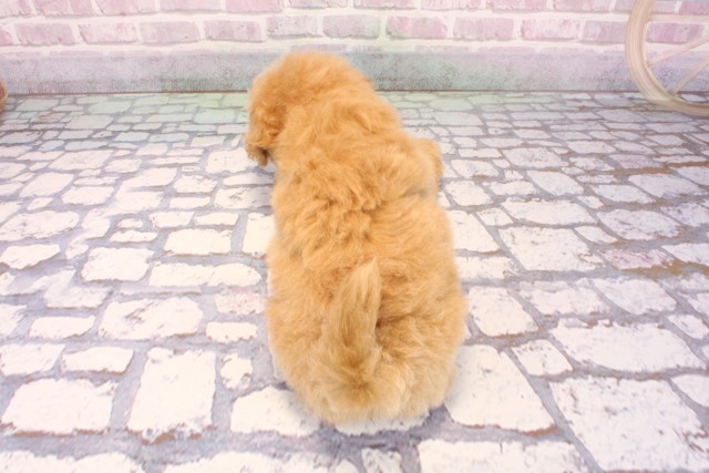 兵庫県のビションプー(ビションフリーゼ×プードル) (Coo&RIKU明石店/2025年9月8日生まれ/女の子/アプリコット)の子犬の4枚目の画像