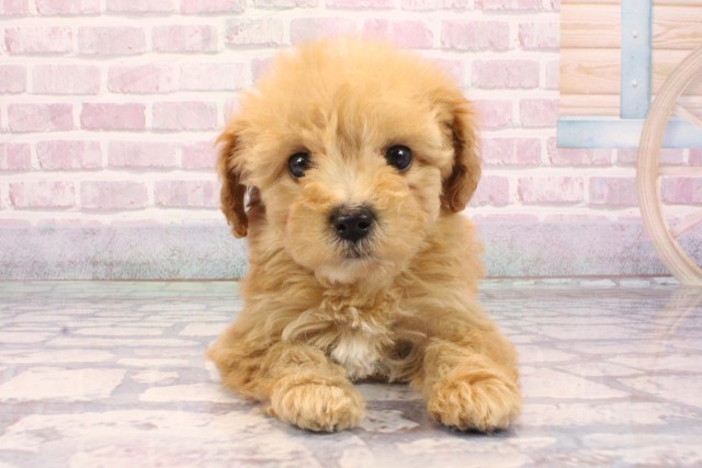 兵庫県のビションプー(ビションフリーゼ×プードル) (Coo&RIKU姫路店/2025年9月7日生まれ/女の子/アプリコット)の子犬の1枚目の画像