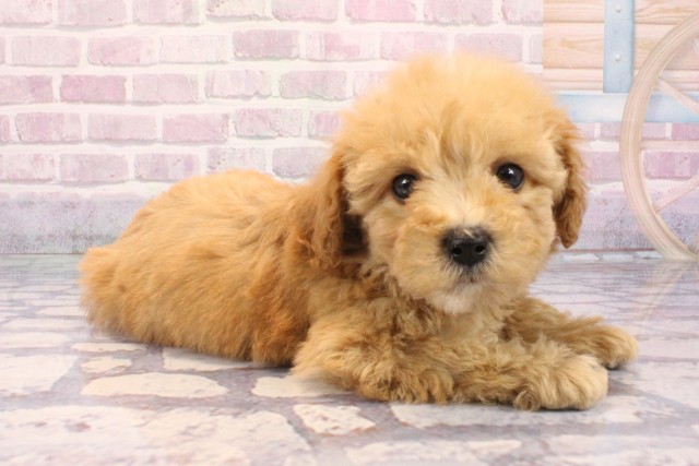 兵庫県のビションプー(ビションフリーゼ×プードル) (Coo&RIKU姫路店/2025年9月7日生まれ/女の子/アプリコット)の子犬の2枚目の画像