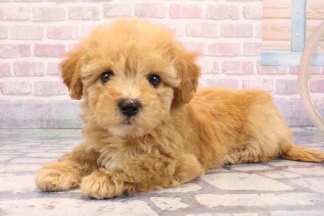 兵庫県のビションプー(ビションフリーゼ×プードル) (Coo&RIKU姫路店/2025年9月7日生まれ/女の子/アプリコット)の子犬の3枚目の画像