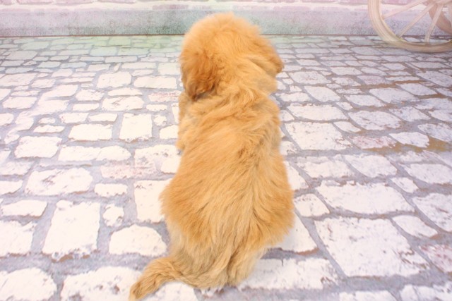 兵庫県のビションプー(ビションフリーゼ×プードル) (Coo&RIKU姫路店/2025年9月7日生まれ/女の子/アプリコット)の子犬の4枚目の画像