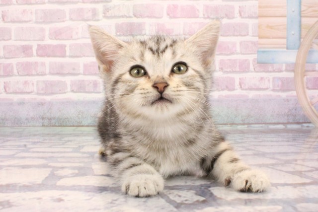 大阪府のアメリカンショートヘアー (Coo&RIKU高槻店/2025年9月4日生まれ/女の子/シルバータビー)の子猫