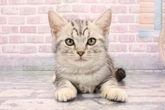 和歌山県のアメリカンショートヘアー (Coo&RIKU和歌山店/2025年9月1日生まれ/女の子/シルバータビー)の子猫