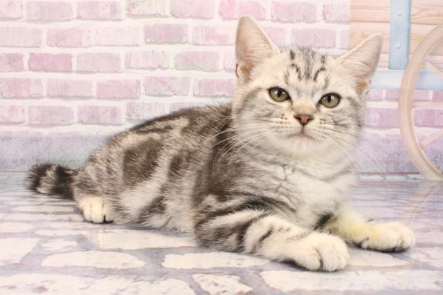 和歌山県のアメリカンショートヘアー (Coo&RIKU和歌山店/2025年9月1日生まれ/女の子/シルバータビー)の子猫の2枚目の画像