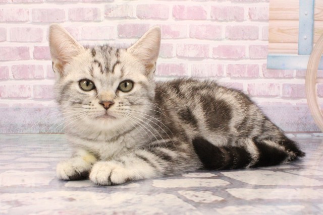 和歌山県のアメリカンショートヘアー (Coo&RIKU和歌山店/2025年9月1日生まれ/女の子/シルバータビー)の子猫の3枚目の画像