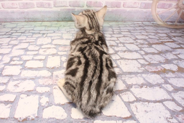 和歌山県のアメリカンショートヘアー (Coo&RIKU和歌山店/2025年9月1日生まれ/女の子/シルバータビー)の子猫の4枚目の画像