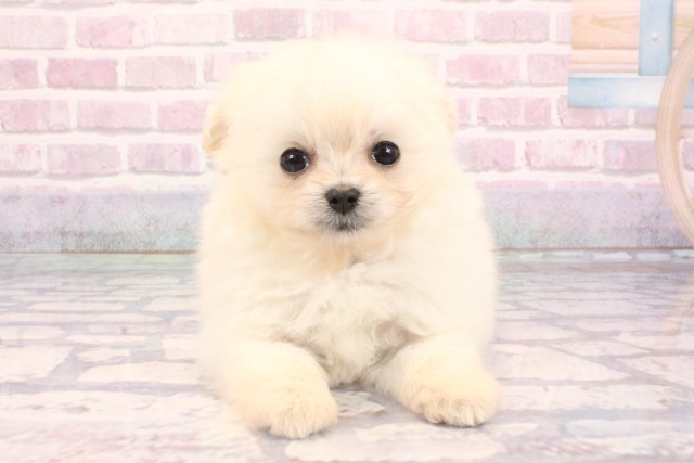 兵庫県のポメプー(ポメラニアン×プードル) (Coo&RIKU明石店/2025年9月7日生まれ/女の子/クリーム)の子犬の1枚目の画像