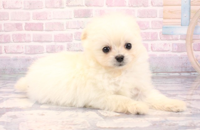 兵庫県のポメプー(ポメラニアン×プードル) (Coo&RIKU明石店/2025年9月7日生まれ/女の子/クリーム)の子犬の2枚目の画像