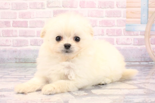 兵庫県のポメプー(ポメラニアン×プードル) (Coo&RIKU明石店/2025年9月7日生まれ/女の子/クリーム)の子犬の3枚目の画像