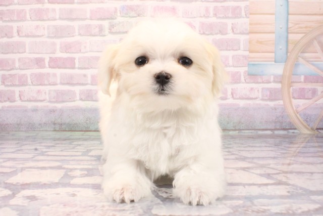 大阪府のマルチーズ (Coo&RIKU寝屋川店/2025年9月3日生まれ/男の子/ホワイト)の子犬