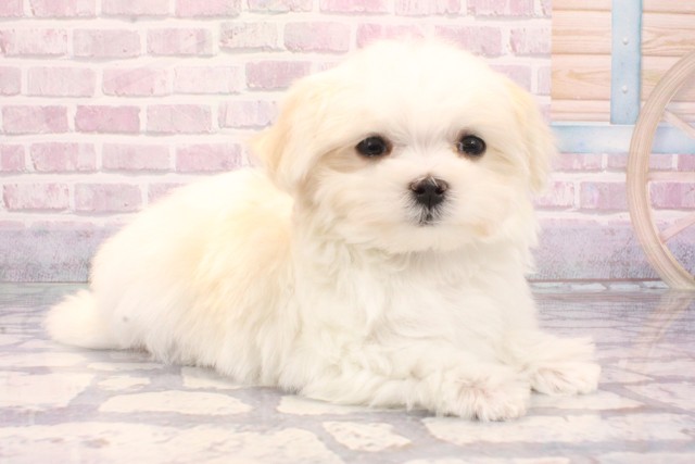 大阪府のマルチーズ (Coo&RIKU寝屋川店/2025年9月3日生まれ/男の子/ホワイト)の子犬の2枚目の画像