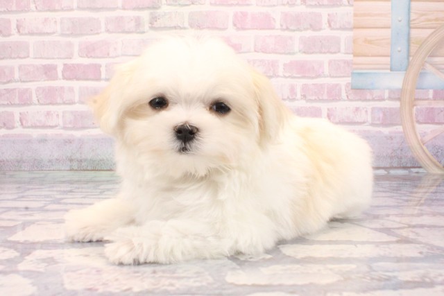 大阪府のマルチーズ (Coo&RIKU寝屋川店/2025年9月3日生まれ/男の子/ホワイト)の子犬の3枚目の画像