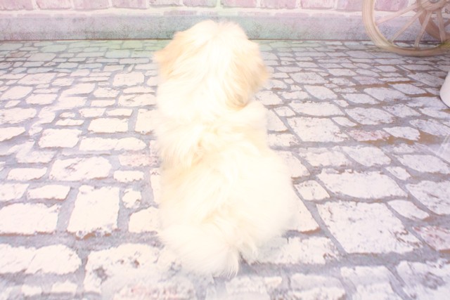 大阪府のマルチーズ (Coo&RIKU寝屋川店/2025年9月3日生まれ/男の子/ホワイト)の子犬の4枚目の画像