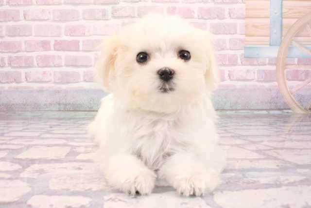 兵庫県のマルチーズ (Coo&RIKU神戸垂水店/2025年9月3日生まれ/男の子/ホワイト)の子犬の1枚目の画像