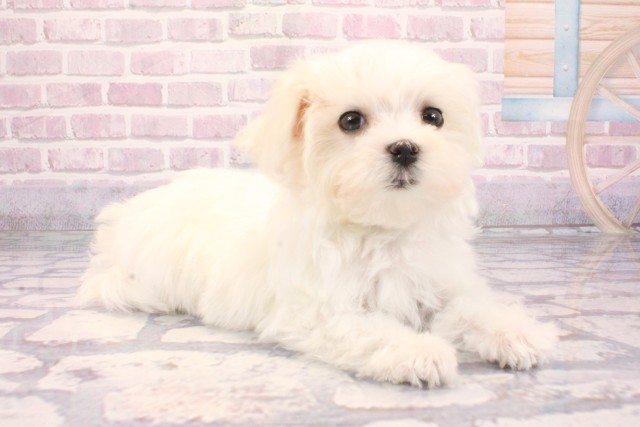 兵庫県のマルチーズ (Coo&RIKU神戸垂水店/2025年9月3日生まれ/男の子/ホワイト)の子犬の2枚目の画像