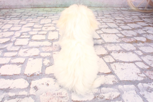 兵庫県のマルチーズ (Coo&RIKU神戸垂水店/2025年9月3日生まれ/男の子/ホワイト)の子犬の4枚目の画像