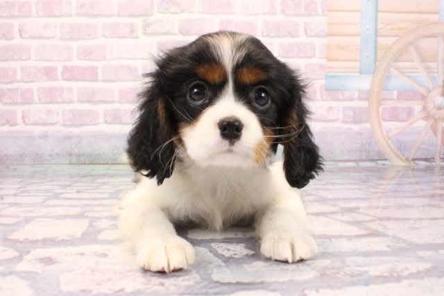 和歌山県のキャバリアキングチャールズスパニエル (Coo&RIKU和歌山店/2025年9月8日生まれ/女の子/トライカラー)の子犬