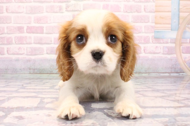 大阪府のキャバリアキングチャールズスパニエル (Coo&RIKU高槻店/2025年9月8日生まれ/男の子/ブレンハイム)の子犬の1枚目の画像