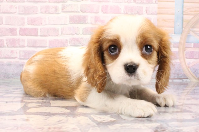 大阪府のキャバリアキングチャールズスパニエル (Coo&RIKU高槻店/2025年9月8日生まれ/男の子/ブレンハイム)の子犬の2枚目の画像